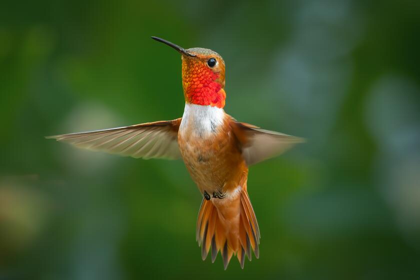 A male Allen's hummingbird.