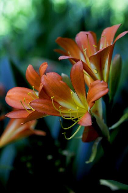 The clivia: accent color in a sea of deep green.