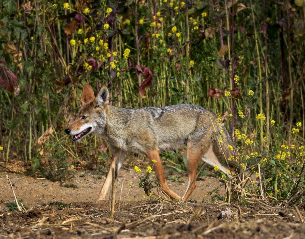 A coyote walks past weeds and wildflowers