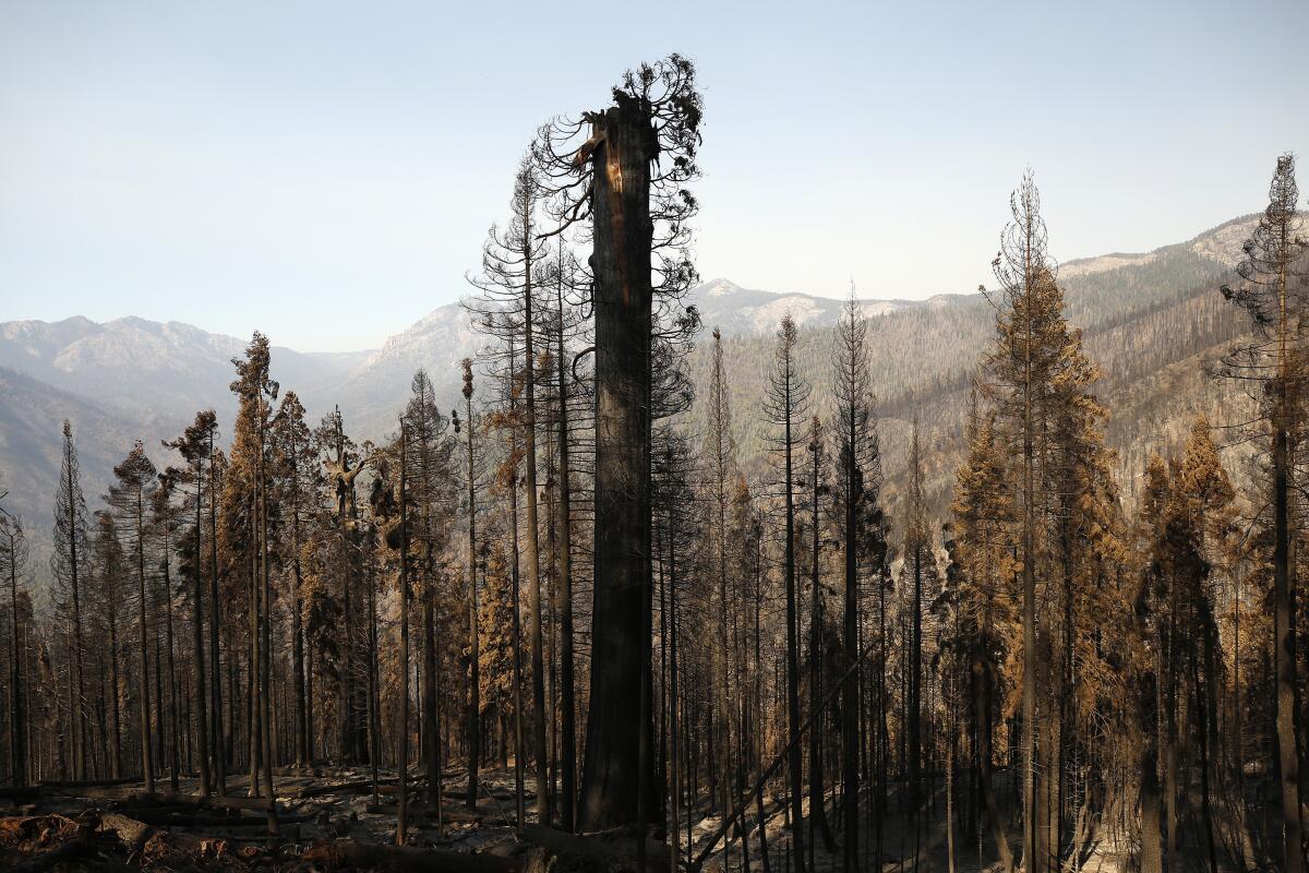 A sequoia decapitated by fire amid a charred forest and in a mountain landscape