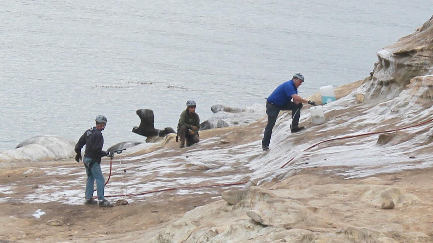 La Jolla Cove is becoming a sea lion cesspool