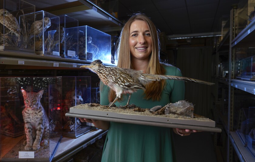 Haylie Priest shown with a greater roadrunner specimen.
