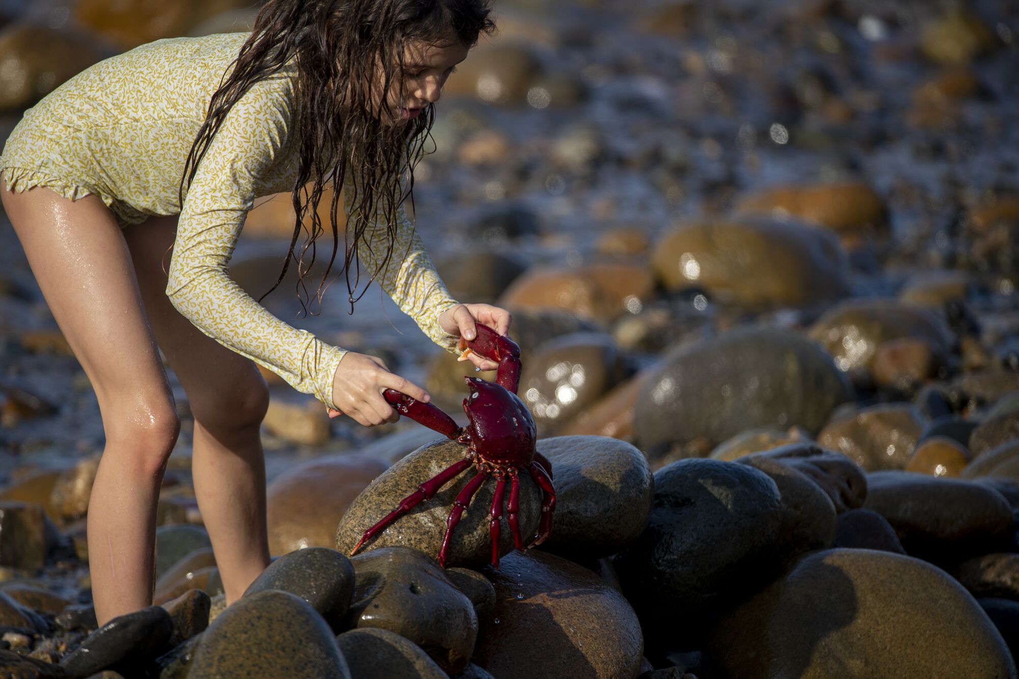 Un jeune fan de surf inspecte un crabe qui s'est échoué sur les pavés au lever du soleil.