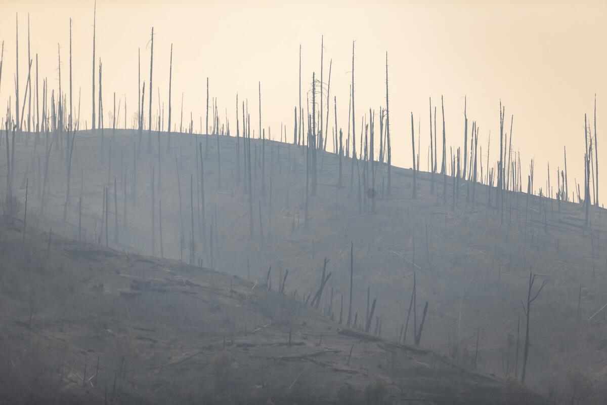 Burned trees on a hillside in Concow, Calif. (Kent Nishimura / Los Angeles Times)