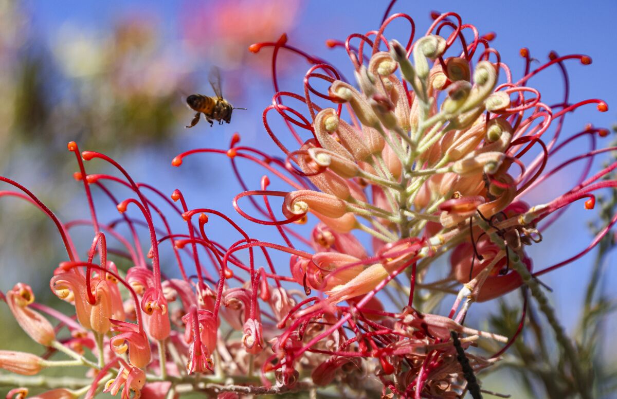 A blooming "Grevillea Superb" plant with a bee.