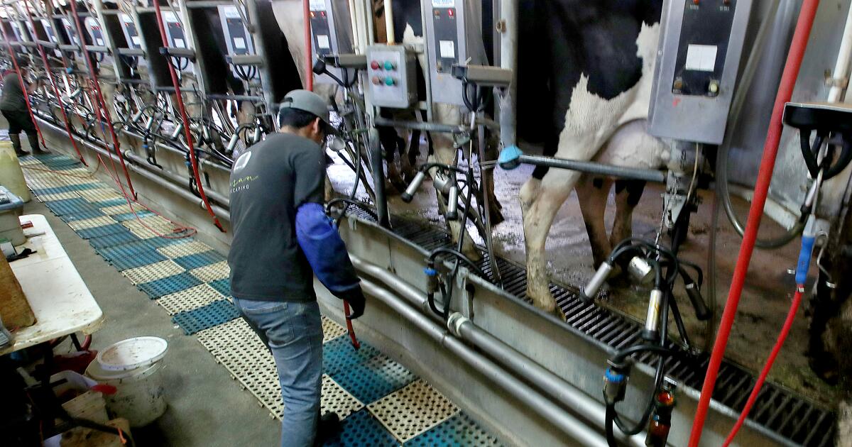 Un troisième travailleur laitier américain infecté par la grippe aviaire, deuxième cas dans le Michigan