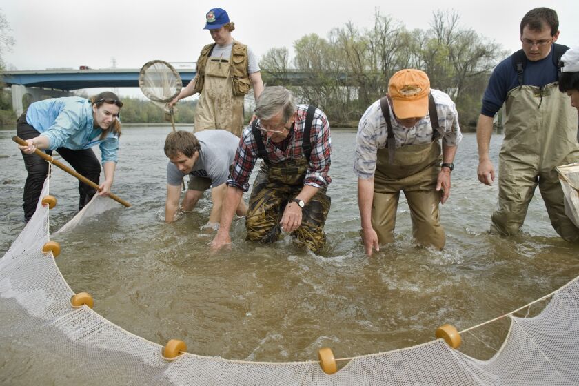 FILE — Retired professor Dr. David Etnier (center) and a group of scientists check the state of the snail darter in the Holston River north of Knoxville, Tenn., on April 9, 2008. The U.S. Department of the Interior announced on Tuesday its official removal from the Federal List of Threatened and Endangered Wildlife. (Joe Howell/Knoxville News Sentinel via AP, File)
