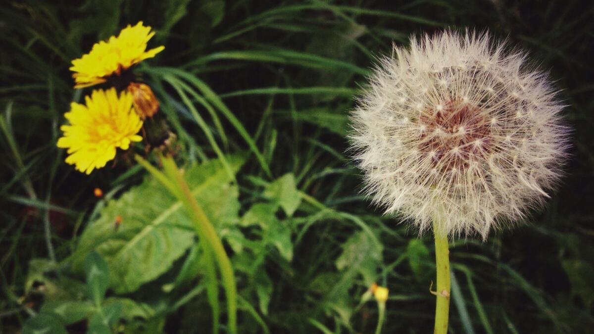 Dandelions need to be extracted from the root if you don't want them to sprout again.