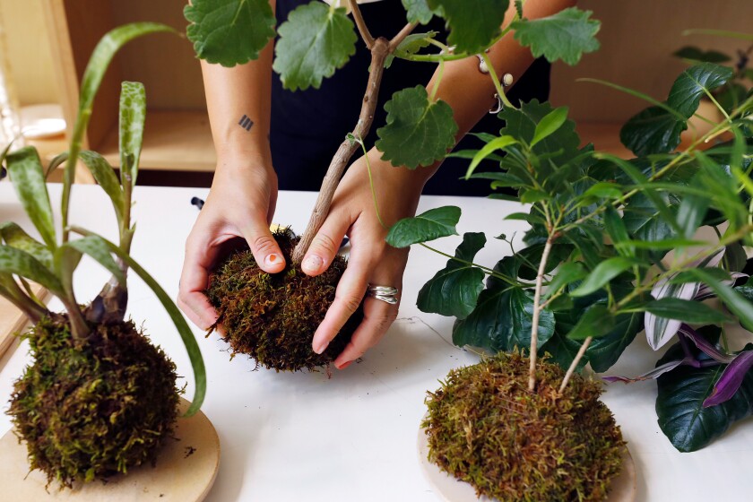Yunice Kang forms a kokedama plant made of soil and covered with moss.