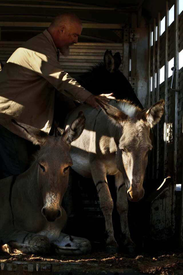 Donkeys airlifted 2,500 miles to safety
