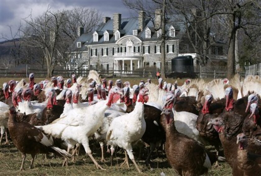 A Bourbon Red and Midget White turkeys strut through their enclosure in front of the Plantation house at the Ayrshire Farm in Upperville, Va., Tuesday, Nov. 18, 2008. These birds have longer legs and narrower breasts than the beachball-shaped turkey that will end up on most Thanksgiving Day tables. What they lack in heft, however, these heritage birds make up in flavor. (AP Photo/Steve Helber)