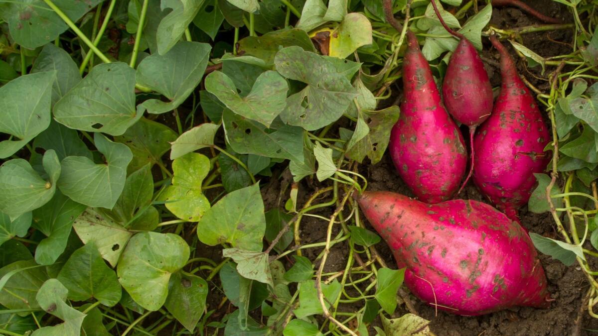 Sweet potato with leaves on vegetable garden, top view ** OUTS - ELSENT, FPG, CM - OUTS * NM, PH, VA if sourced by CT, LA or MoD **