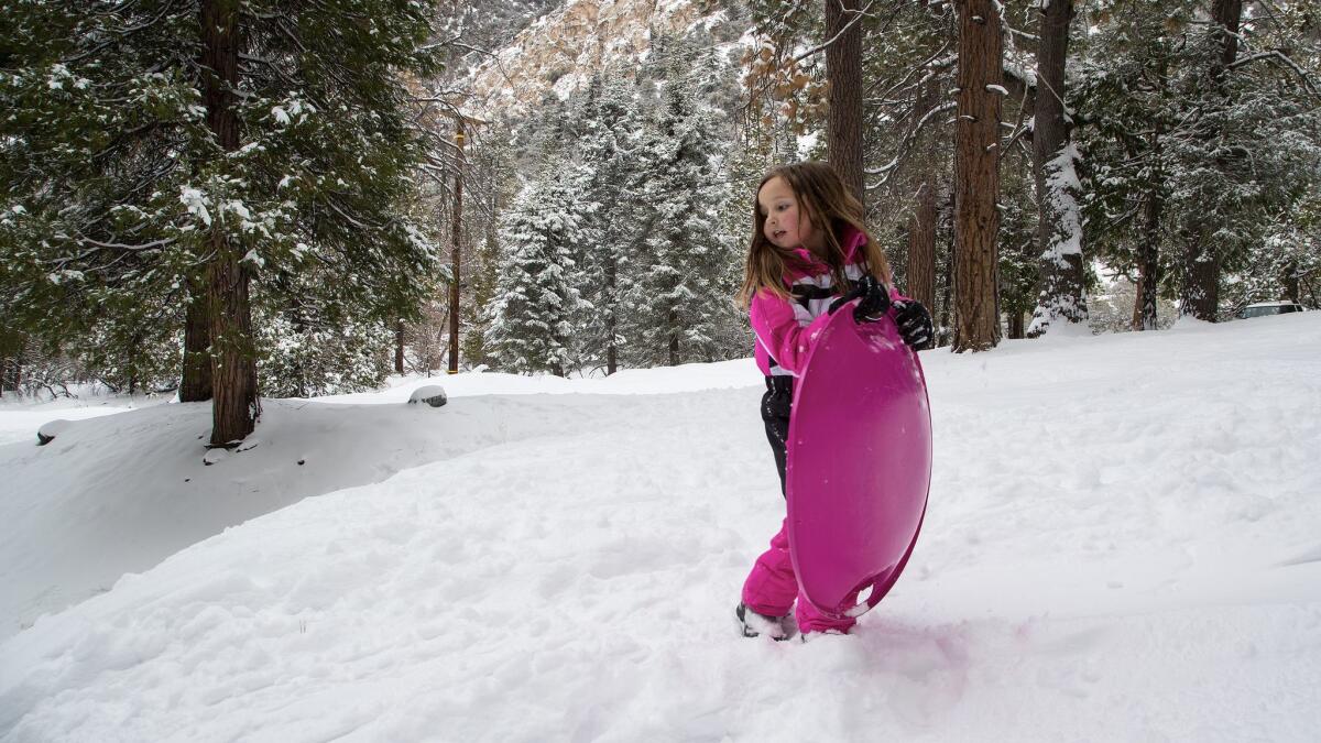 Peyton Williams, 6, of Forest Falls looks down a snow-covered slope while sledding off Valley of the Falls Road after a fresh snowfall dropped many inches of snow in the San Bernardino National Forest.