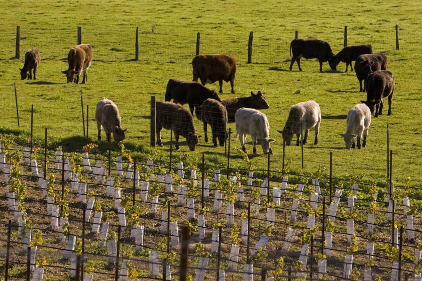 RUSSIAN RIVER VALLEY, SONOMA COUNTY, CA - 2010: A heard of Holstein dairy cows are seen grazing next to a vineyard in this 2009 Sebastopol, Russian River Valley, Sonoma County, California, early winter landscape photo. (Photo by George Rose/Getty Images)