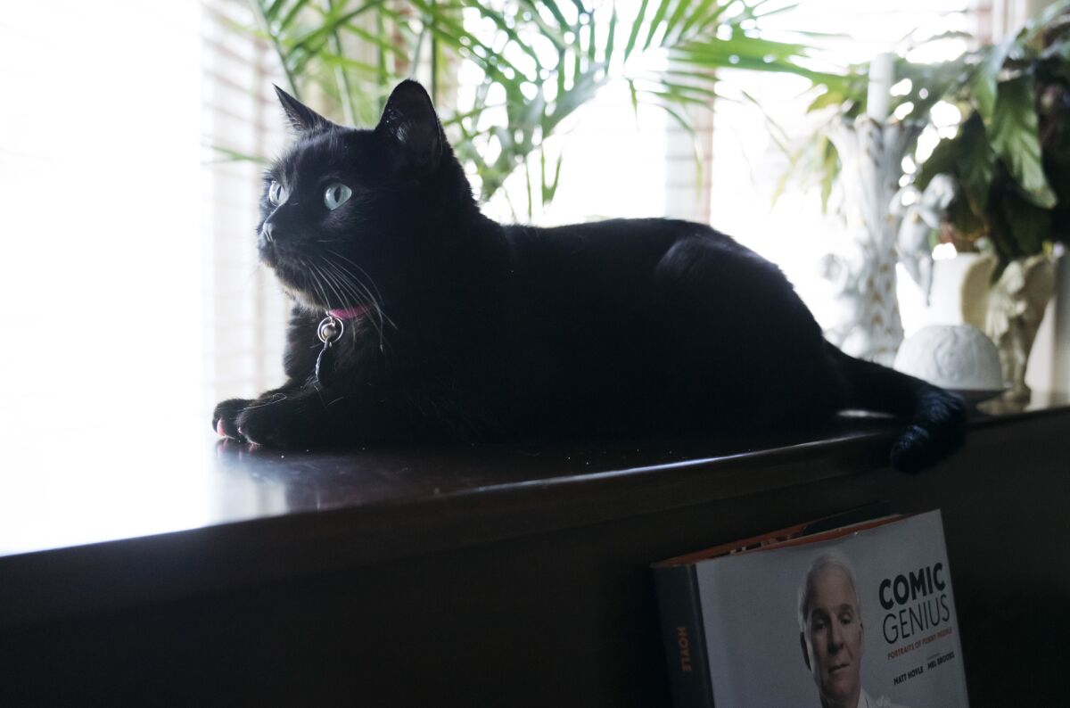 A cat perches on a piece of furniture