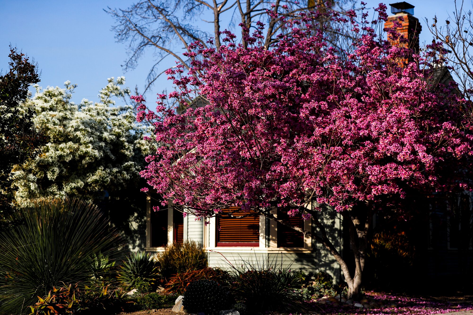  A blooming pink trumpet tree brings a splash of color to a front yard in the Kensington neighborhood