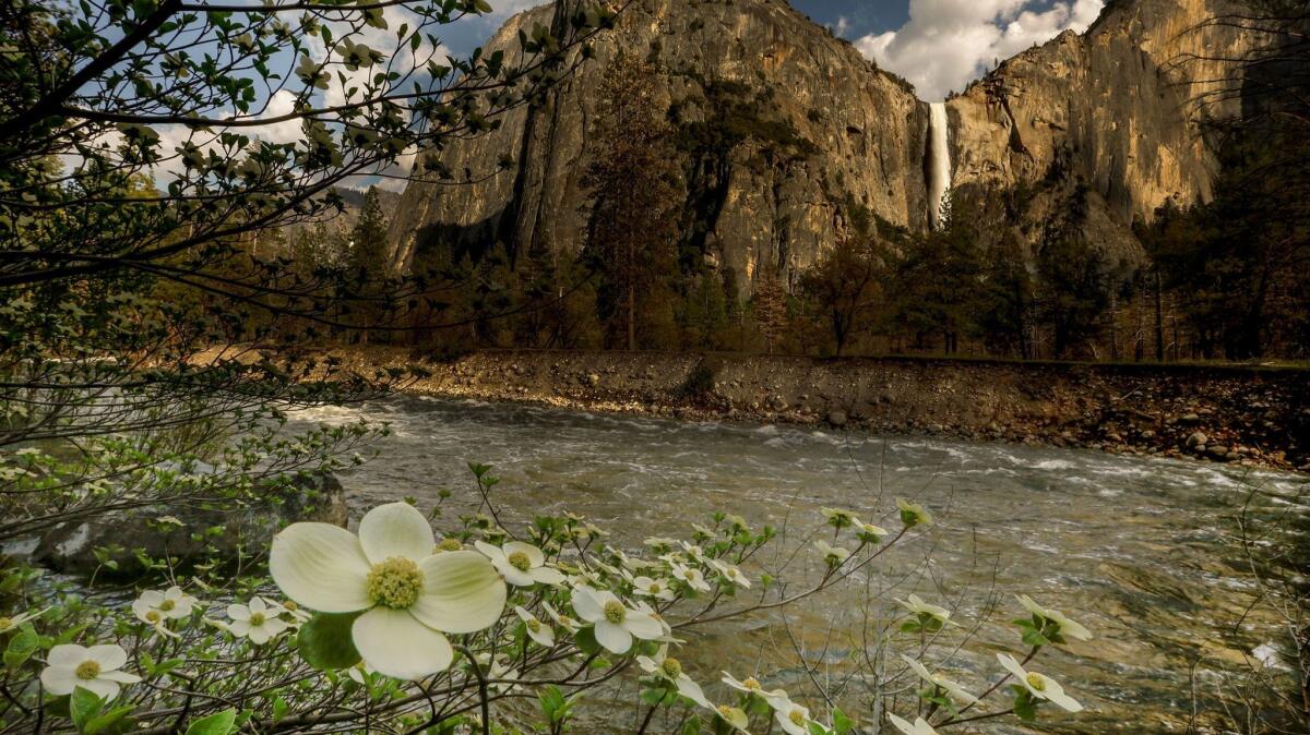 Bridalveil Fall in Yosemite Valley is booming, the dogwoods are blooming, and the roaring Merced River prompted a flood warning earlier this week. The road to Glacier Point opens Thursday, where snowy conditions still prevail.