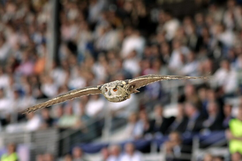 A European eagle owl swoops into a soccer stadium in Helsinki, Finland, during a June 6, 2007, match. Another of the world's largest flying owl species has been attacking residents of the Dutch town of Purmerend in recent weeks.