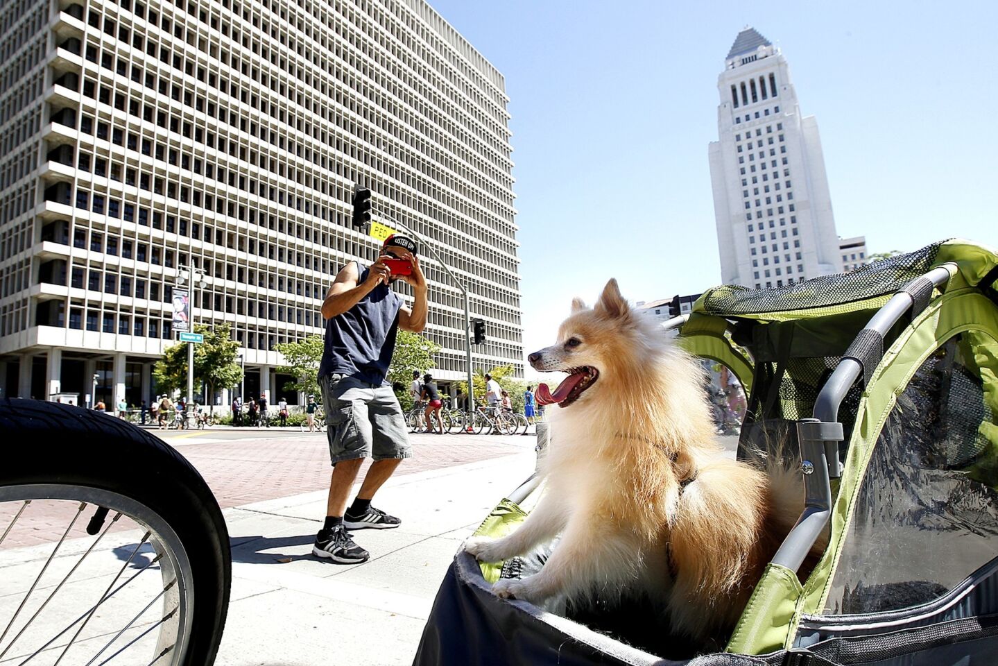 A Pomeranian finds a good seat to take in CicLAvia.