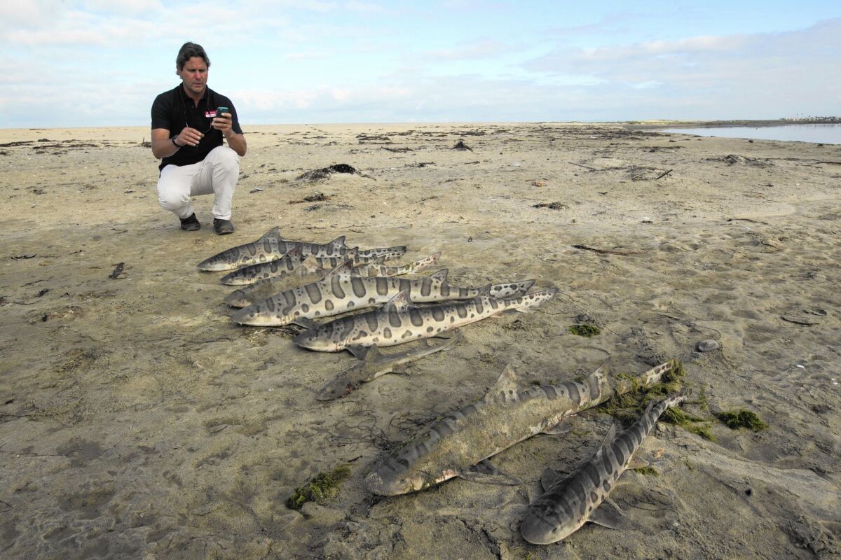Imperial Beach Mayor Serge Dedina said he counted as many as 50 dead leopard sharks. Their bodies still littered the banks of the river Tuesday and were being eaten by scavengers.