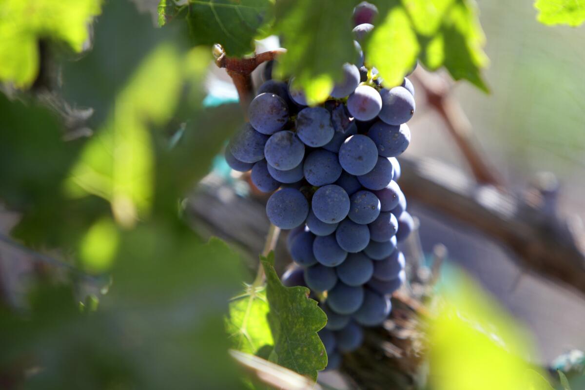 Grapes grow at a vineyard in Malibu in 2014.