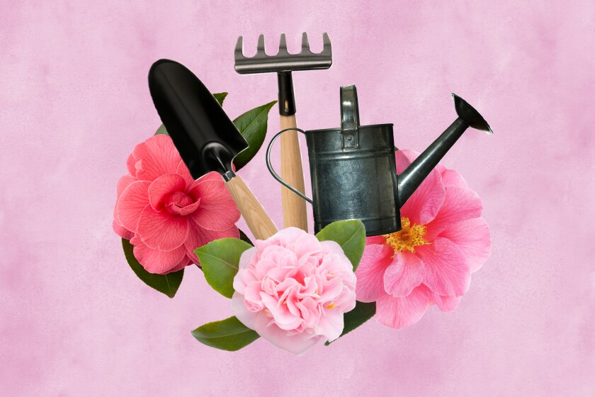 Camellia flowers bundled with garden tools against a pink background