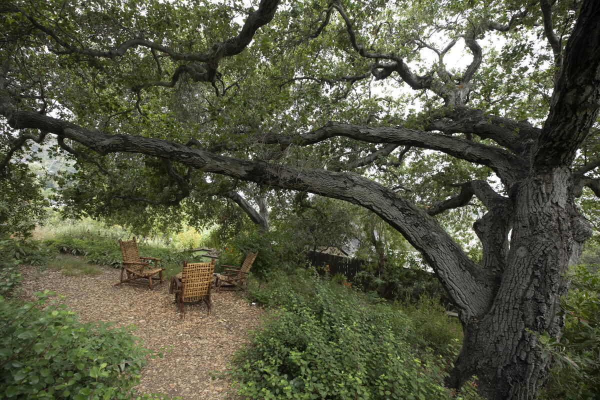 Plant a native garden to see real California wildlife at home - ?url=https:%2F%2Fcalifornia Times Brightspot.s3.amazonaws.com%2F0a%2F40%2Ff08107604972a9513f8398973ea5%2F960476 Hm Summer Maintenance Native Plant GarDen 03 Mjc Plant a native garden to see real California wildlife at home - ?url=https:%2F%2Fcalifornia Times Brightspot.s3.amazonaws.com%2F0a%2F40%2Ff08107604972a9513f8398973ea5%2F960476 Hm Summer Maintenance Native Plant GarDen 03 Mjc
