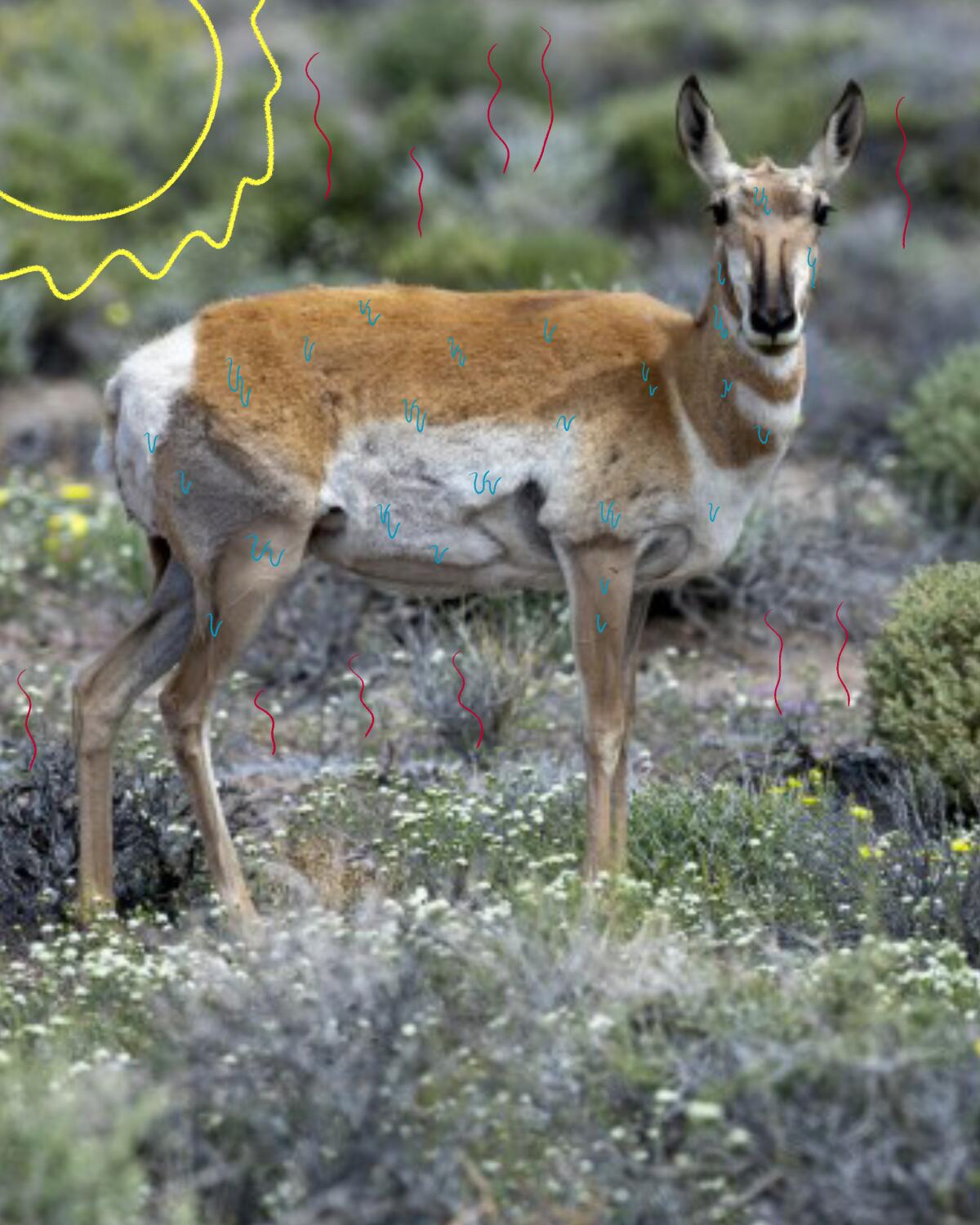 Female pronghorn in the Mojave Desert