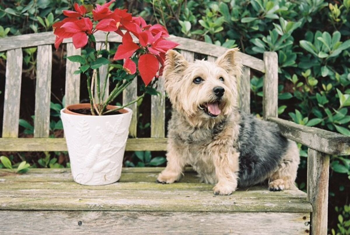 Photos like this one of Chewbacca on a bench will be part of the 40th Anniversary Dog Calendar.