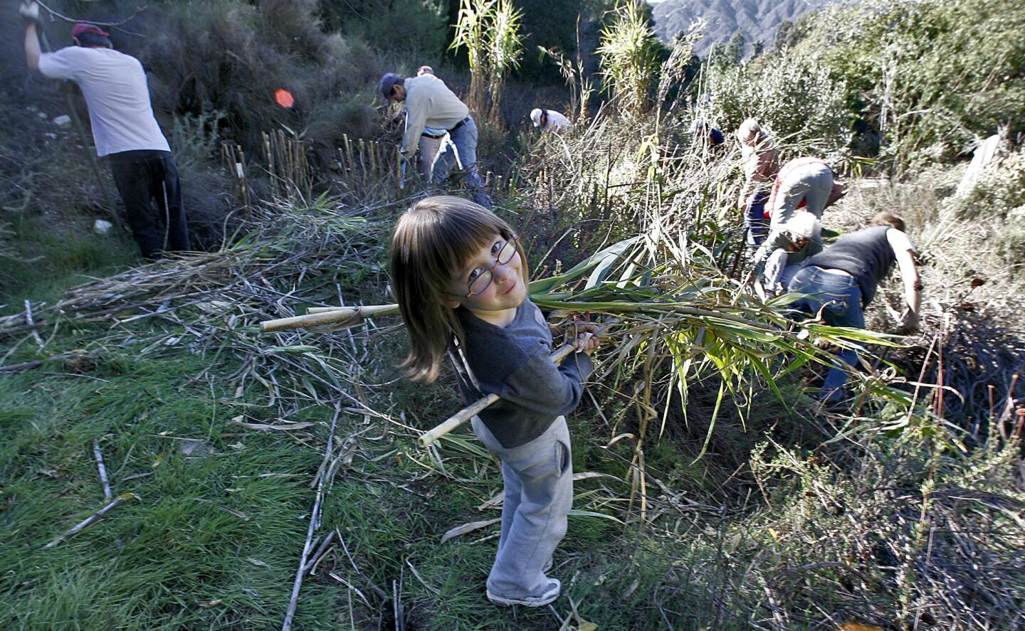 Molly Necus, 5, helps remove invasive non-native Arundo from the northern end of the Rosemont Preserve during volunteer clean up day at the La Crescenta open space at the end of Rosemont Ave. in La Crescenta on Saturday, November 24, 2012. About 15 volunteers came out to help remove invasive plants.