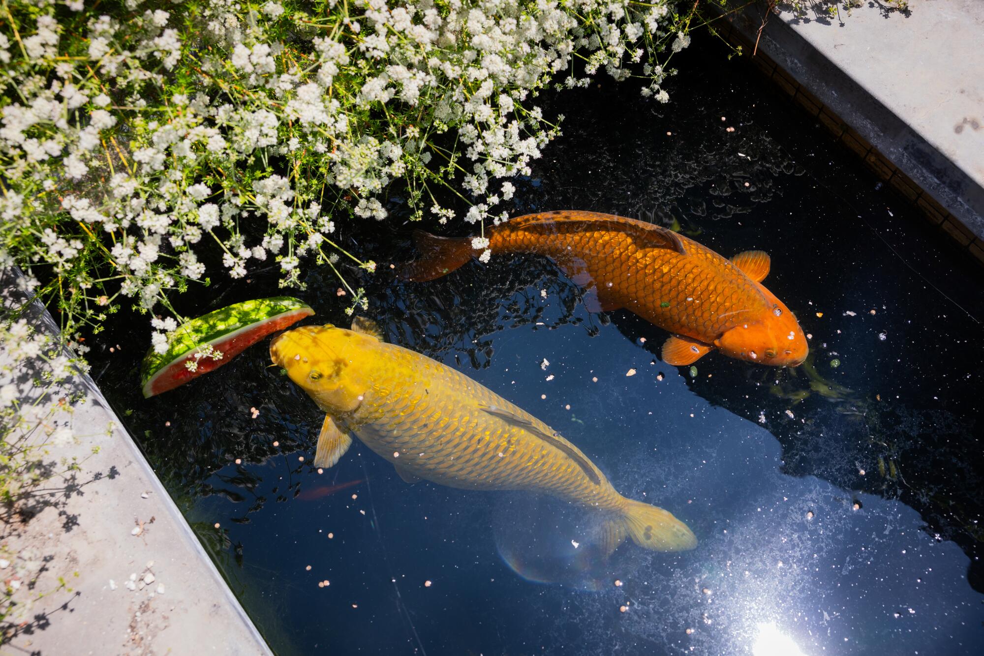 Two koi fish in a pond, one about to bite into some floating watermelon.
