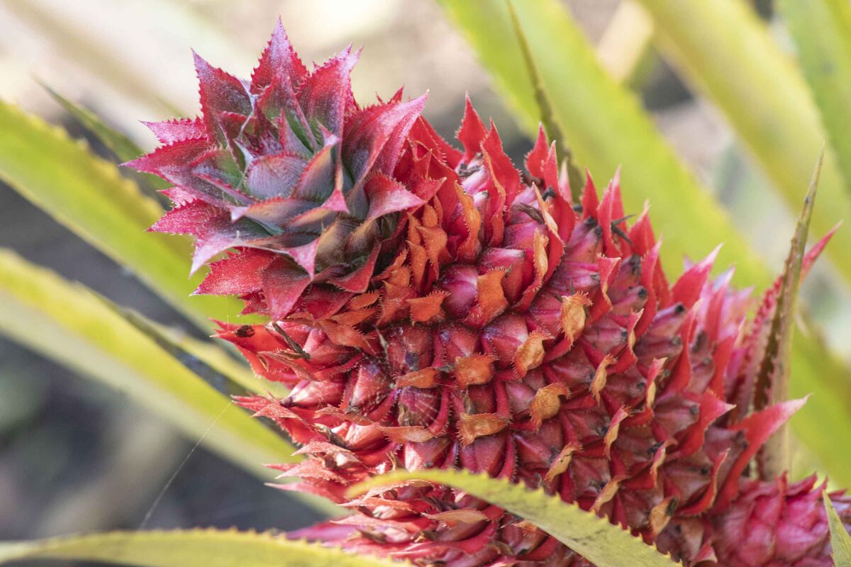 Bromeliads' bright, long-lasting blooms are a major factor in their popularity.