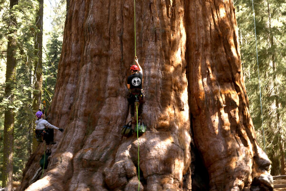 Twee mensen in harnassen bungelen aan de enorme sequoiaboom die bekend staat als General Sherman in Sequoia National Park.