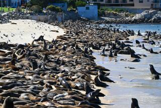 MONTEREY, CALIFORNIA - AUGUST 20: Hundreds of sea lions lay at the San Carlos beach in Monterey, California, United States on August 20, 2024. (Photo by Tayfun Coskun/Anadolu via Getty Images)