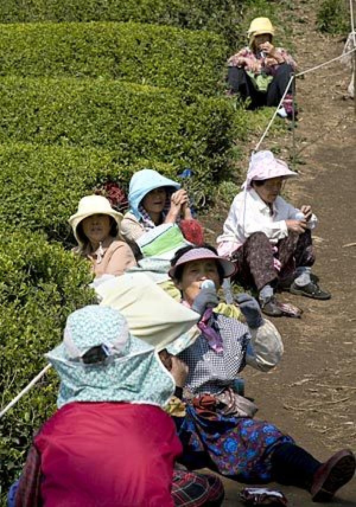 BREATHER: Women painstakingly harvest the tea by picking one leaf at a time, taking an occasional break.