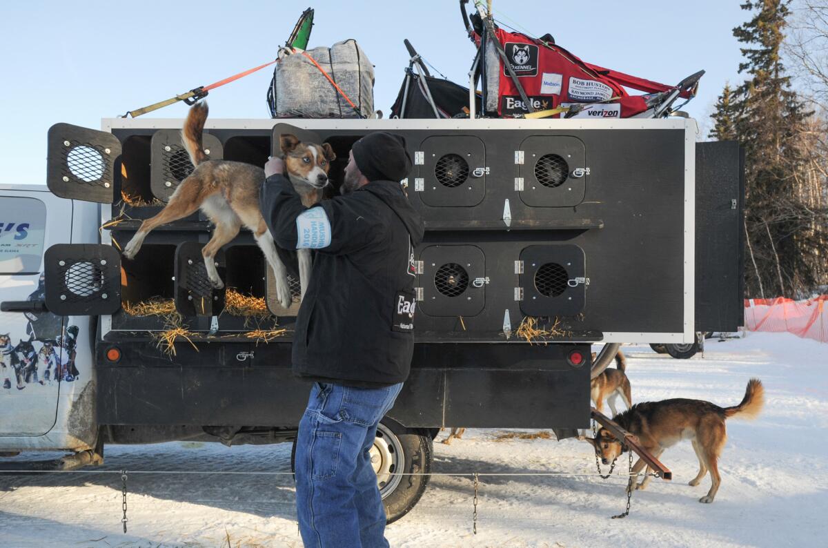 Dog handler Mark Hibma unloads an Aliy Zirkle team dog prior to the start of the Iditarod Trail Sled Dog Race.