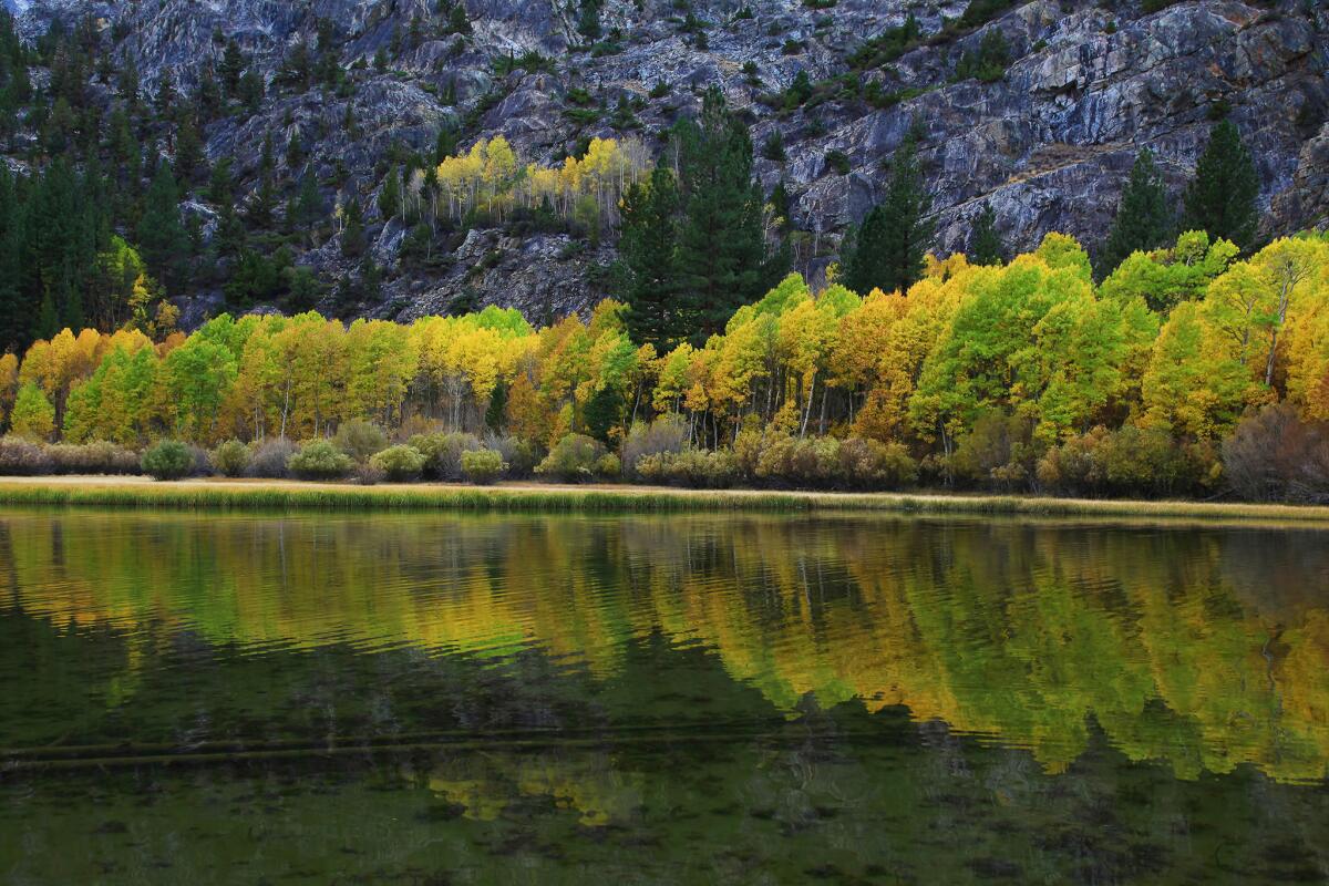 Photographer Alena Nicholas captured a reflected image of fall colors at Gull Lake on the June Lake Loop.