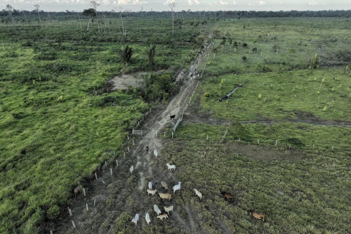 El ganado camina a lo largo de un área deforestada