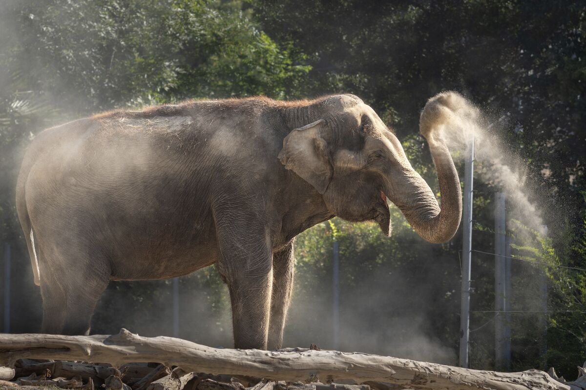 An elephant spraying water with its trunk