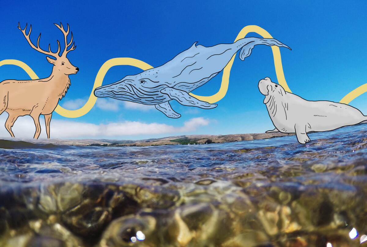 Illustrations of a Tule elk, humpback whale and an elephant seal over an image of clear water.