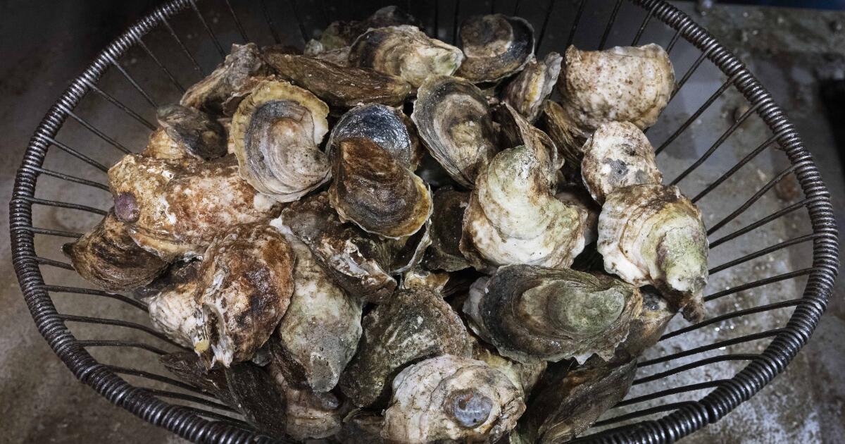 Frozen oysters blamed for outbreak of norovirus in San Diego
