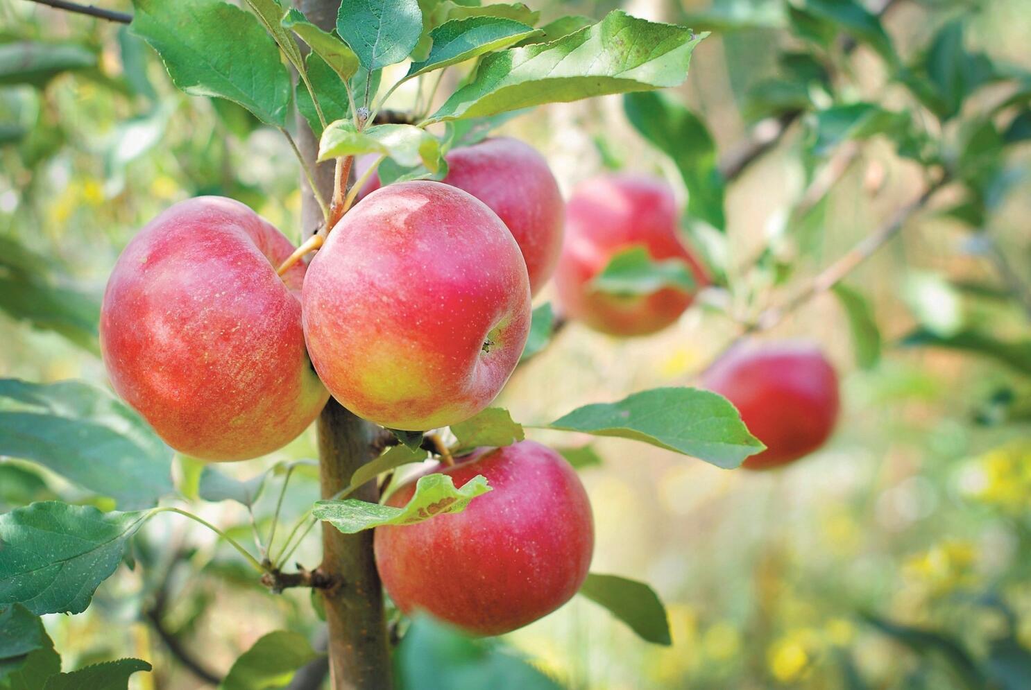 Low-Chill Pink Lady Apple Trees for Sale