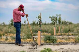 Corcoran, CA, Monday, June 5, 2023 - Farm manager Jose Pineda pauses while tending to young pistachio trees near Makram Hanna's flooded land. A breach of the nearby Boyette Levee allowed water to flow from the surging Tulare Lake and flooded hundreds of acres owned by a conglomerate led by Hanna. (Robert Gauthier/Los Angeles Times)