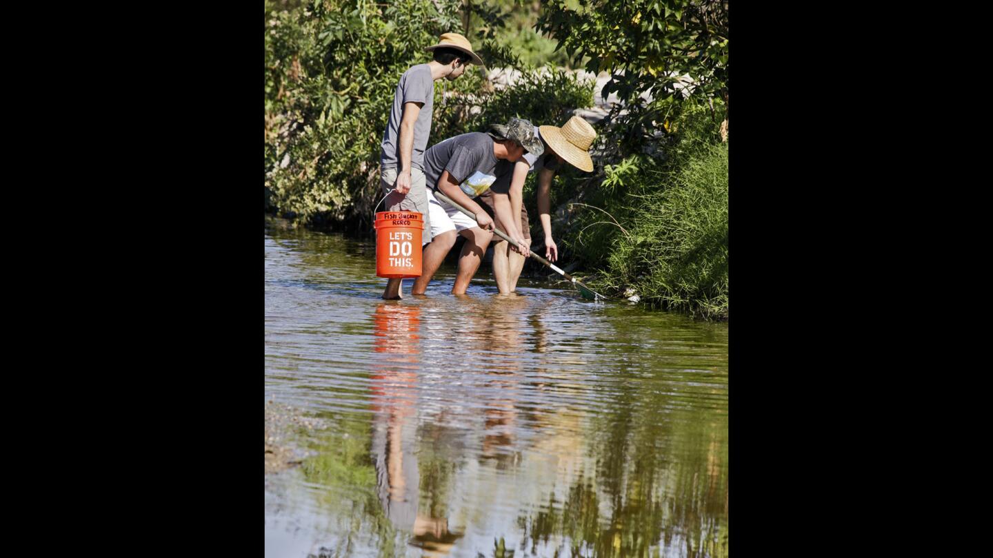 Rescuing the sucker fish