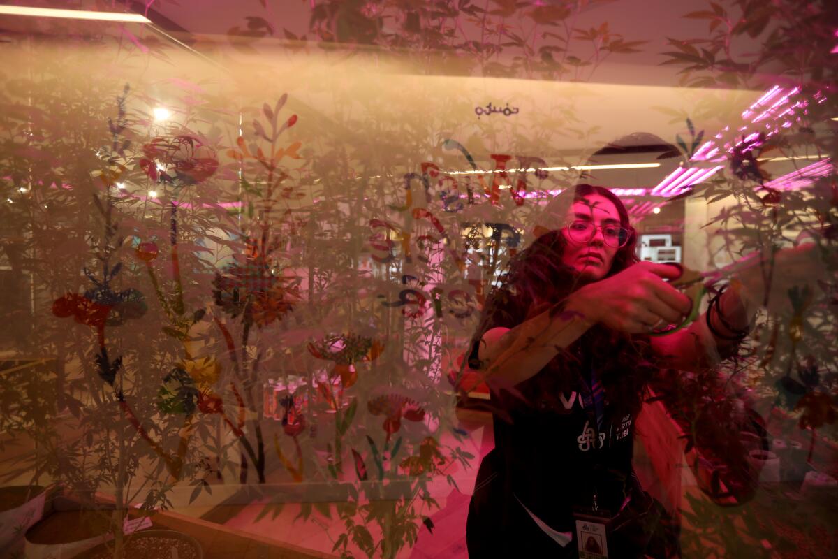 Plant manager and budtender Sam Bravo at the Artist Tree in West Hollywood.