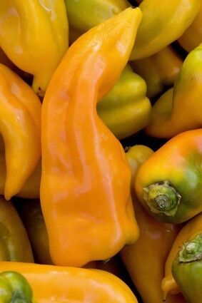 Toro de Oro peppers