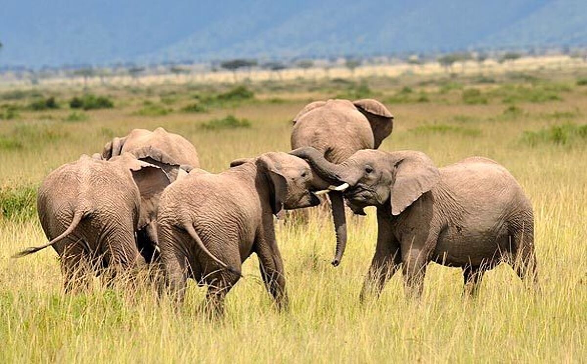 African elephants at play at the Masai Mara game reserve in Kenya.