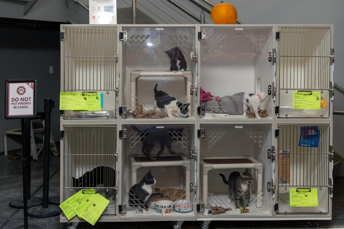 Cats available for adoption in temporary kennels in the lobby of the Inland Valley Humane Society shelter.