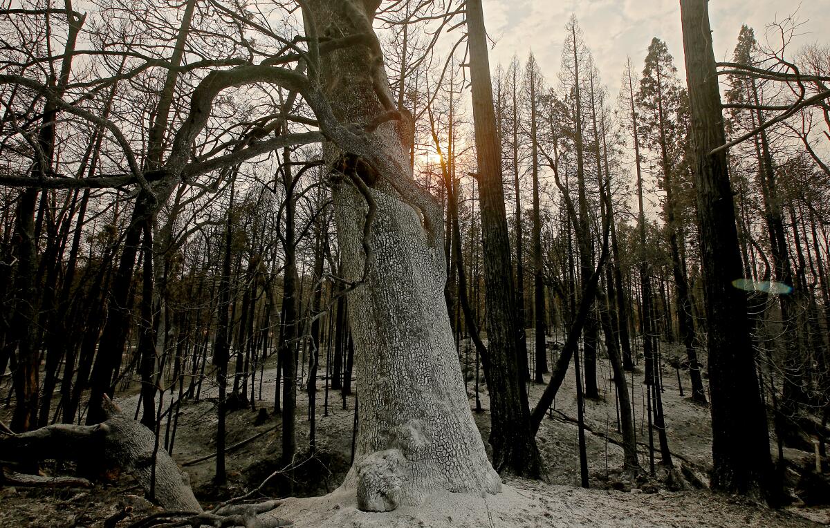 An ancient oak tree burned by the Oak fire