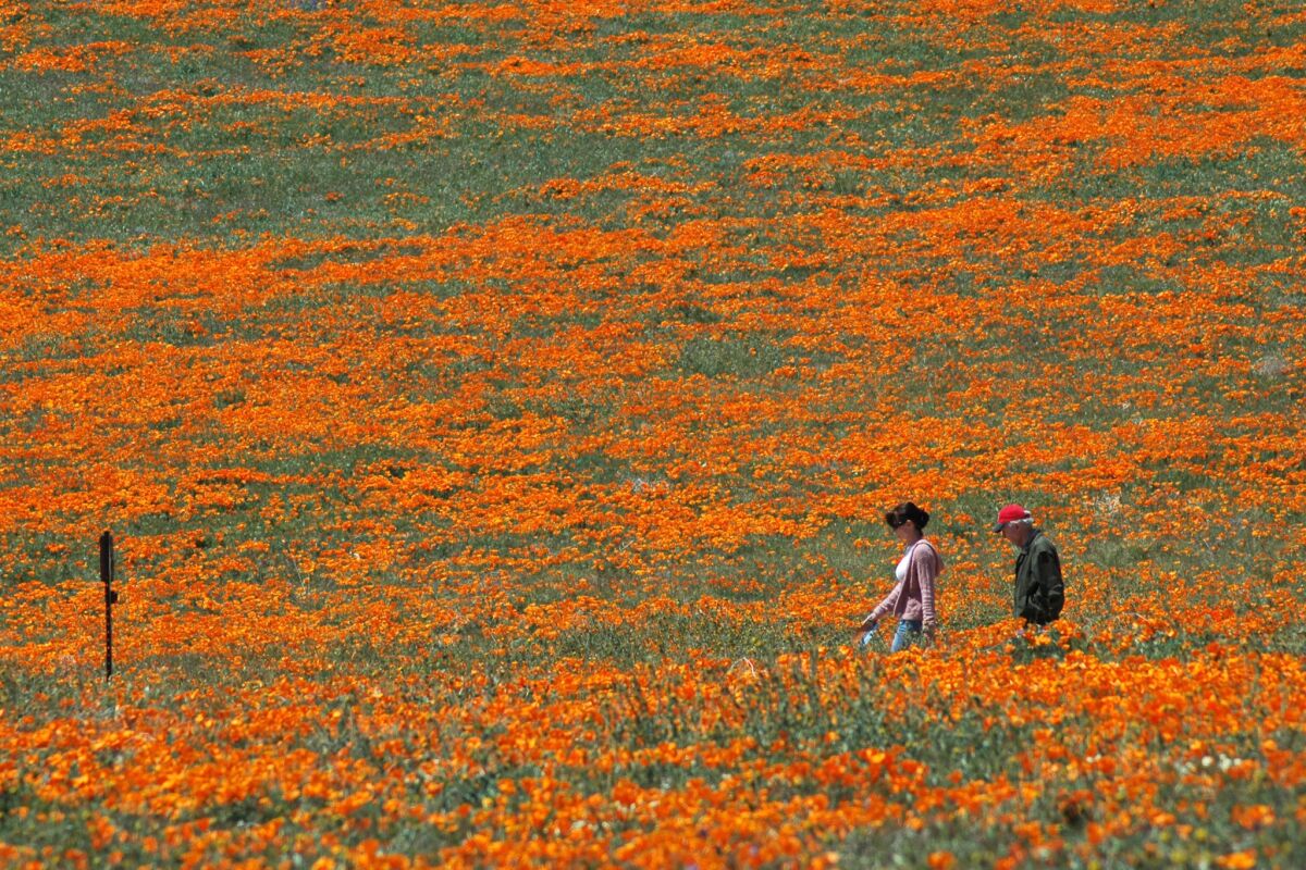 Visitors hike through dense California poppy blooms in 2008, one of the most recent great wildflower seasons at the Antelope Valley California Poppy Reserve.
